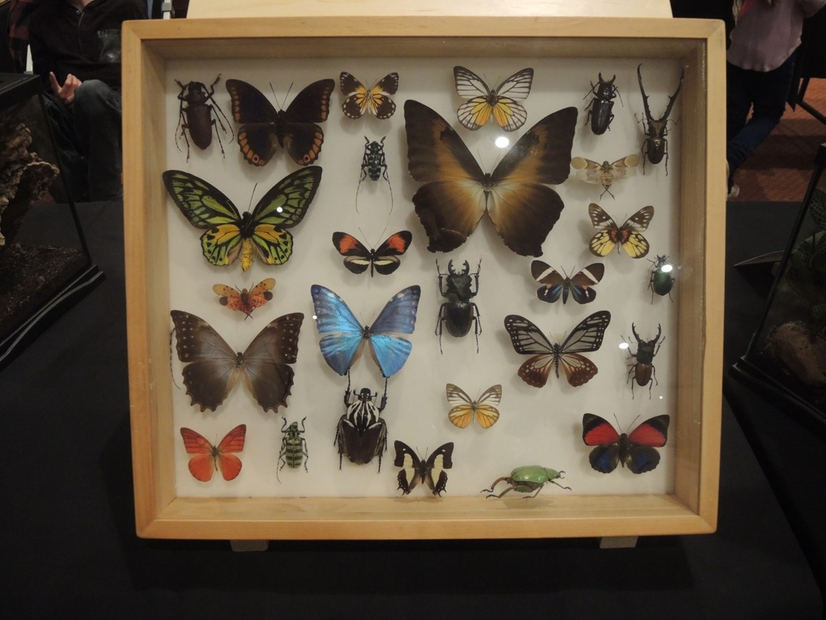 Un premier Festival des insectes présenté au Georgesville