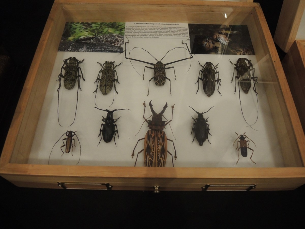 Un premier Festival des insectes présenté au Georgesville