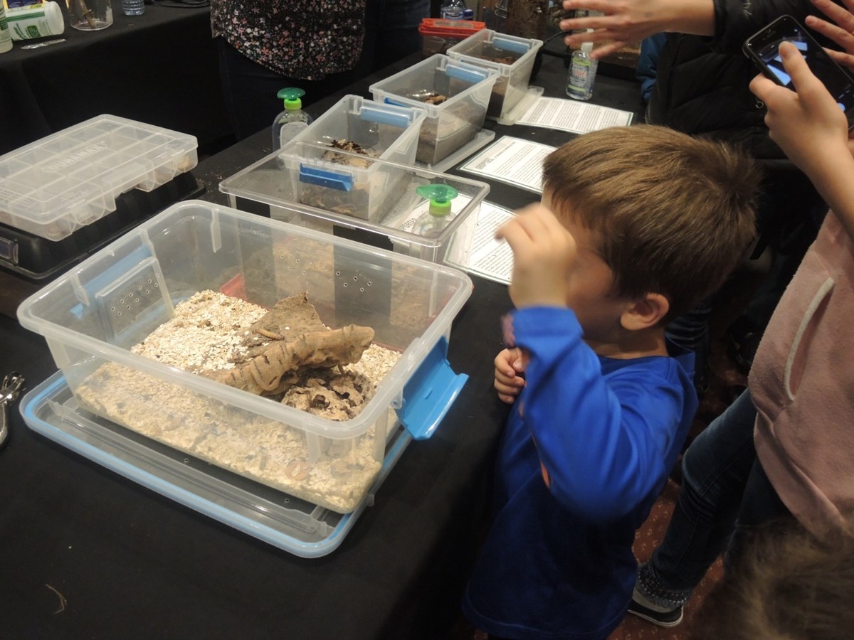 Un premier Festival des insectes présenté au Georgesville