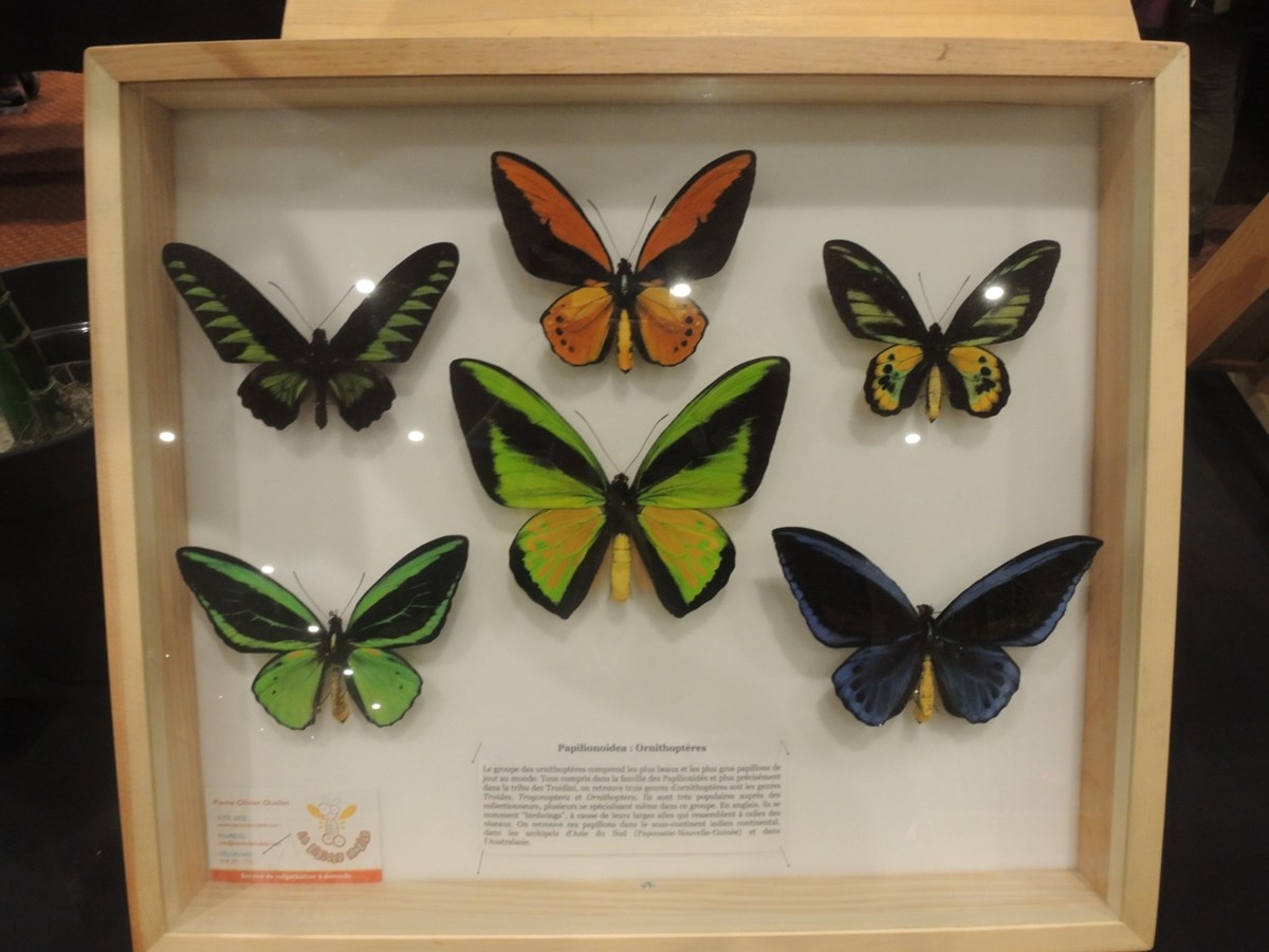 Un premier Festival des insectes présenté au Georgesville