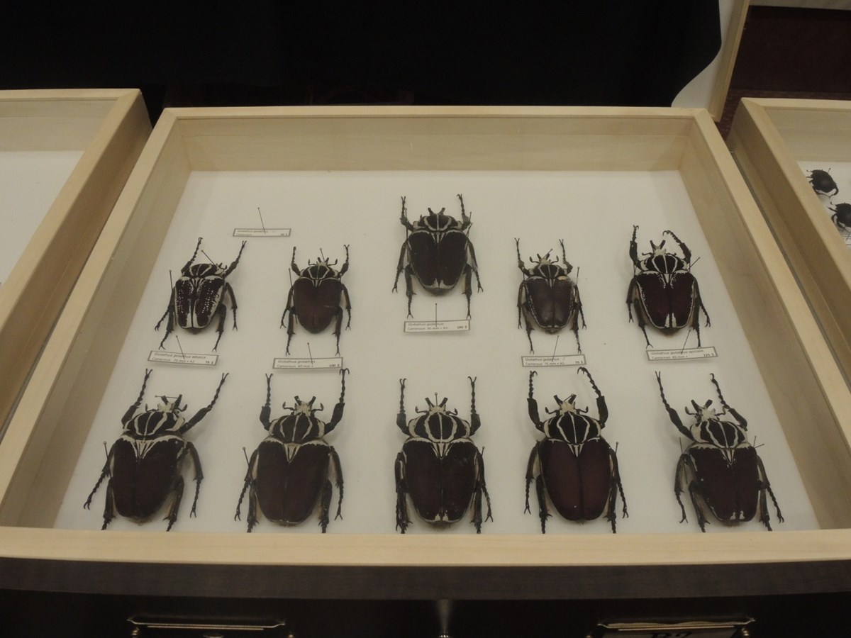 Un premier Festival des insectes présenté au Georgesville