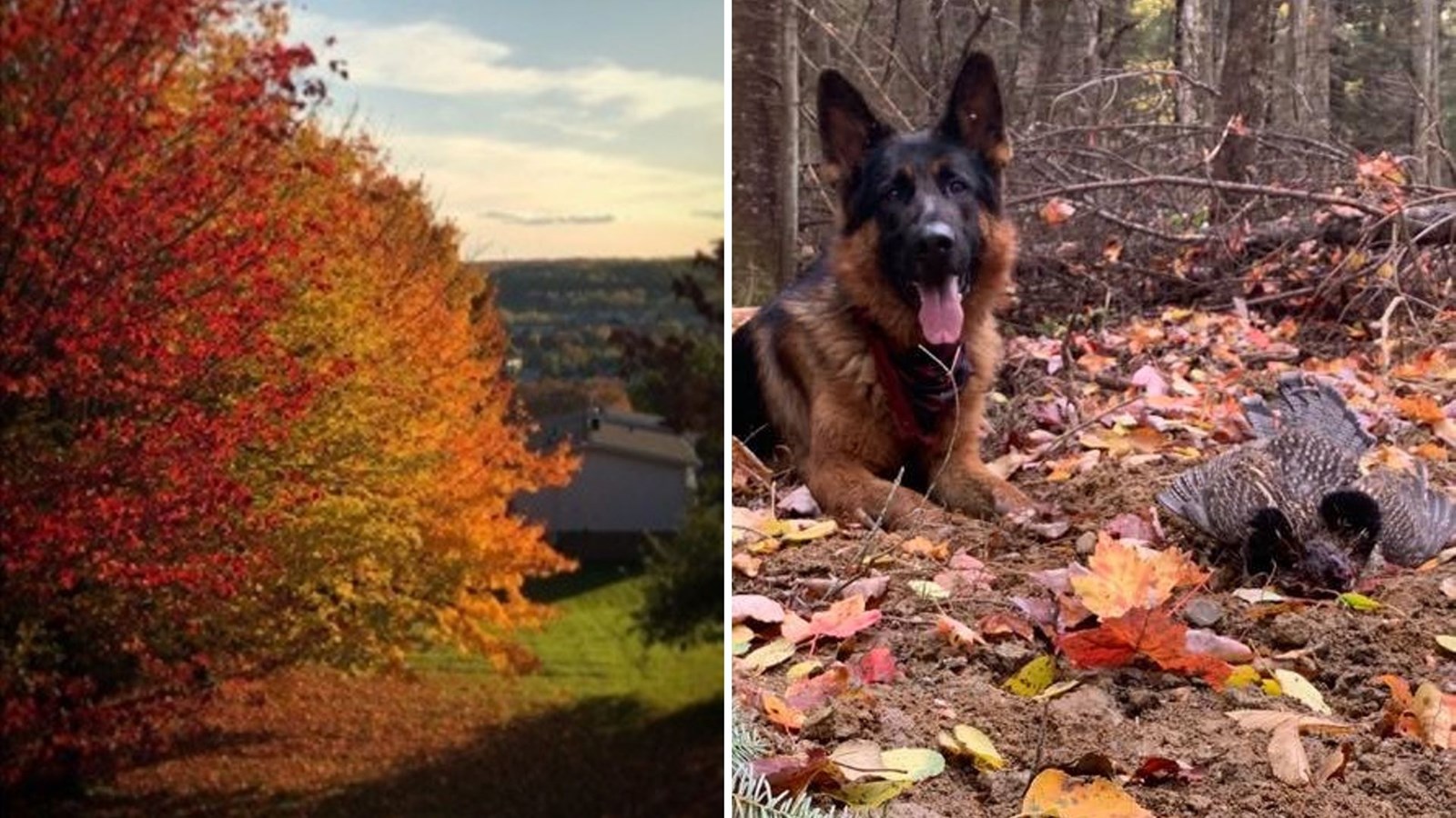 Galerie photos 2 : votre vision de l'automne !