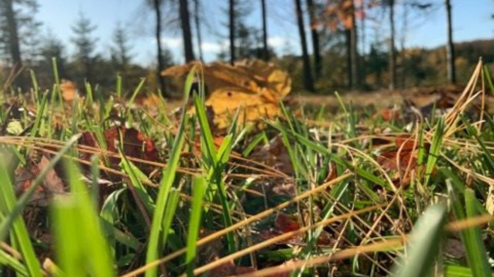 Galerie photos 3 : votre vision de l'automne !