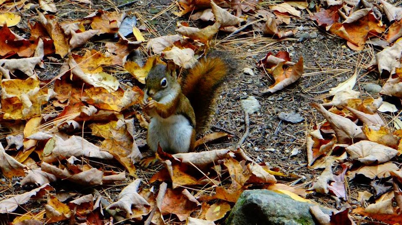 Galerie photos 4 : votre vision de l'automne !