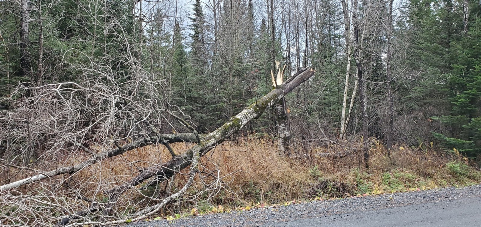 Hydro-Québec le confirme : la tempête du 1er novembre n'a rien à voir avec la crise du verglas