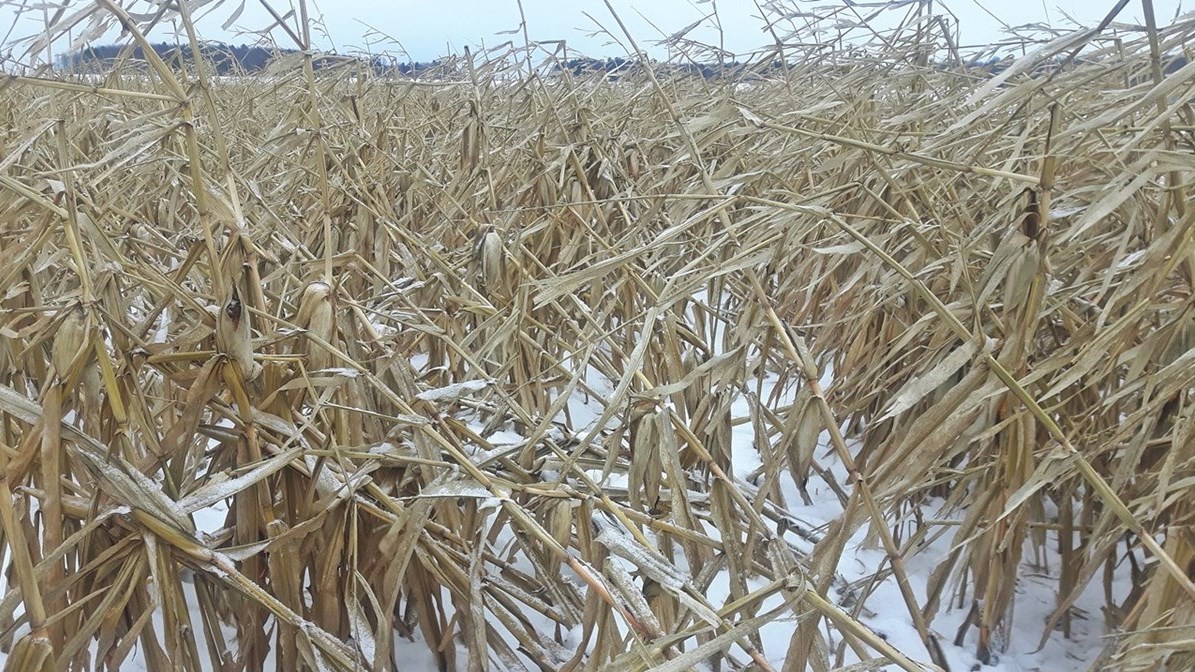 74 % des superficies de maïs et 10 % des superficies de soya doivent toujours être récoltées malgré un sol enneigé. 