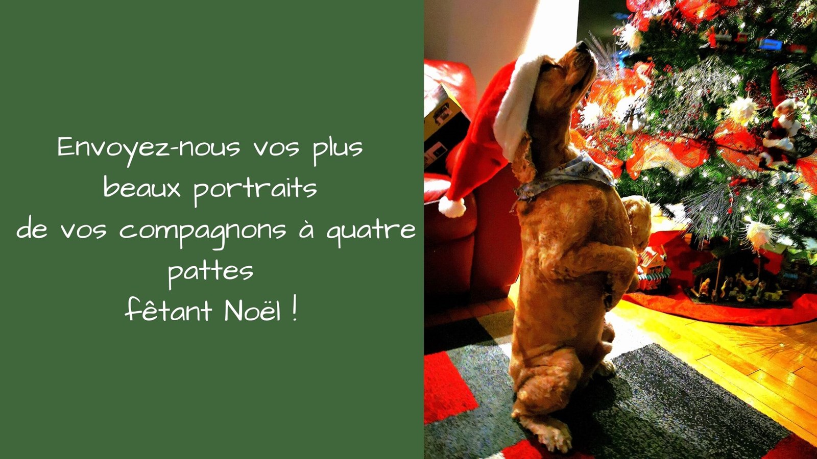 Caramel, l'un des membres d'EnBeauce.com