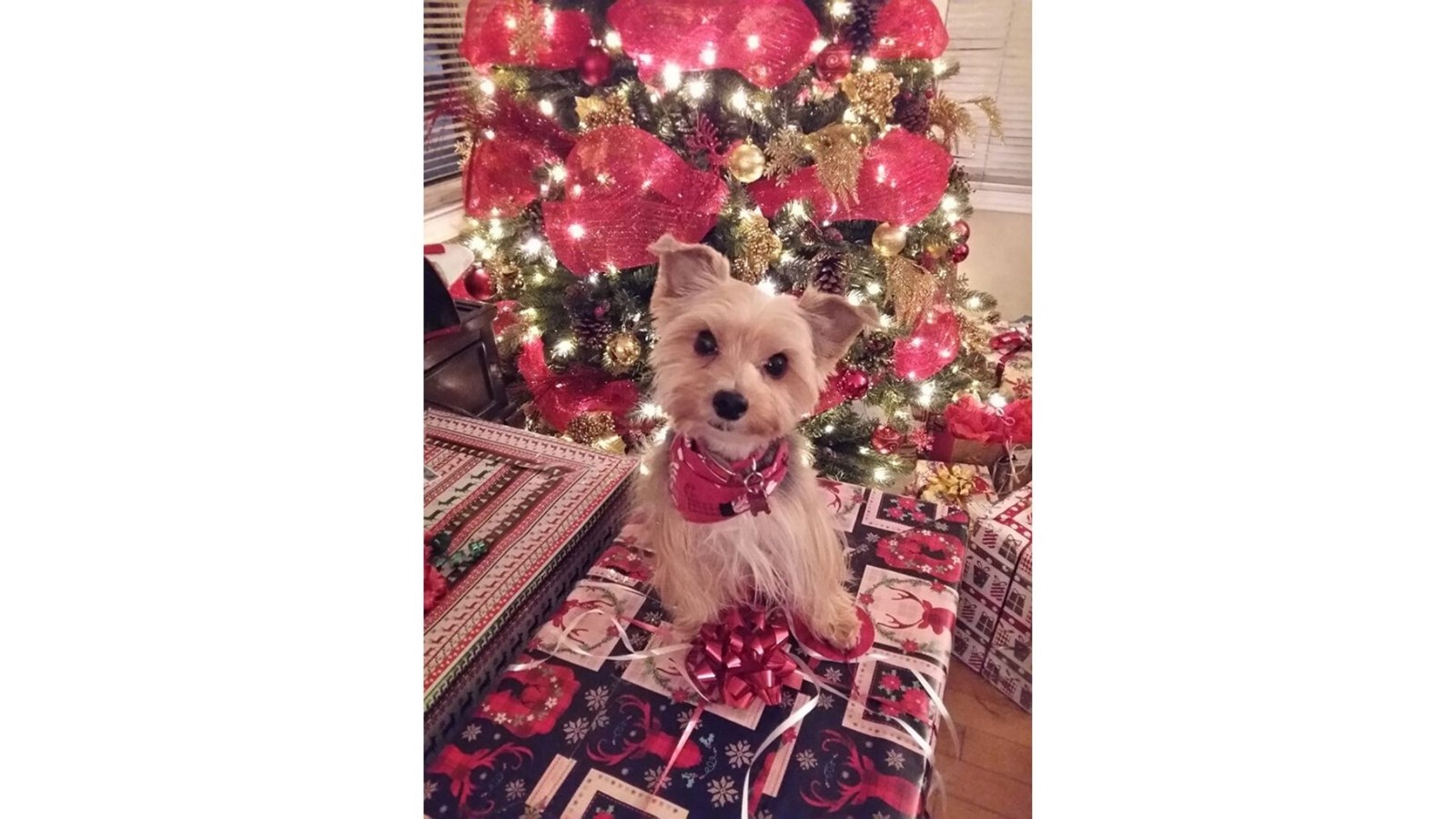 Galerie photos 1 : Vos animaux de Noël !