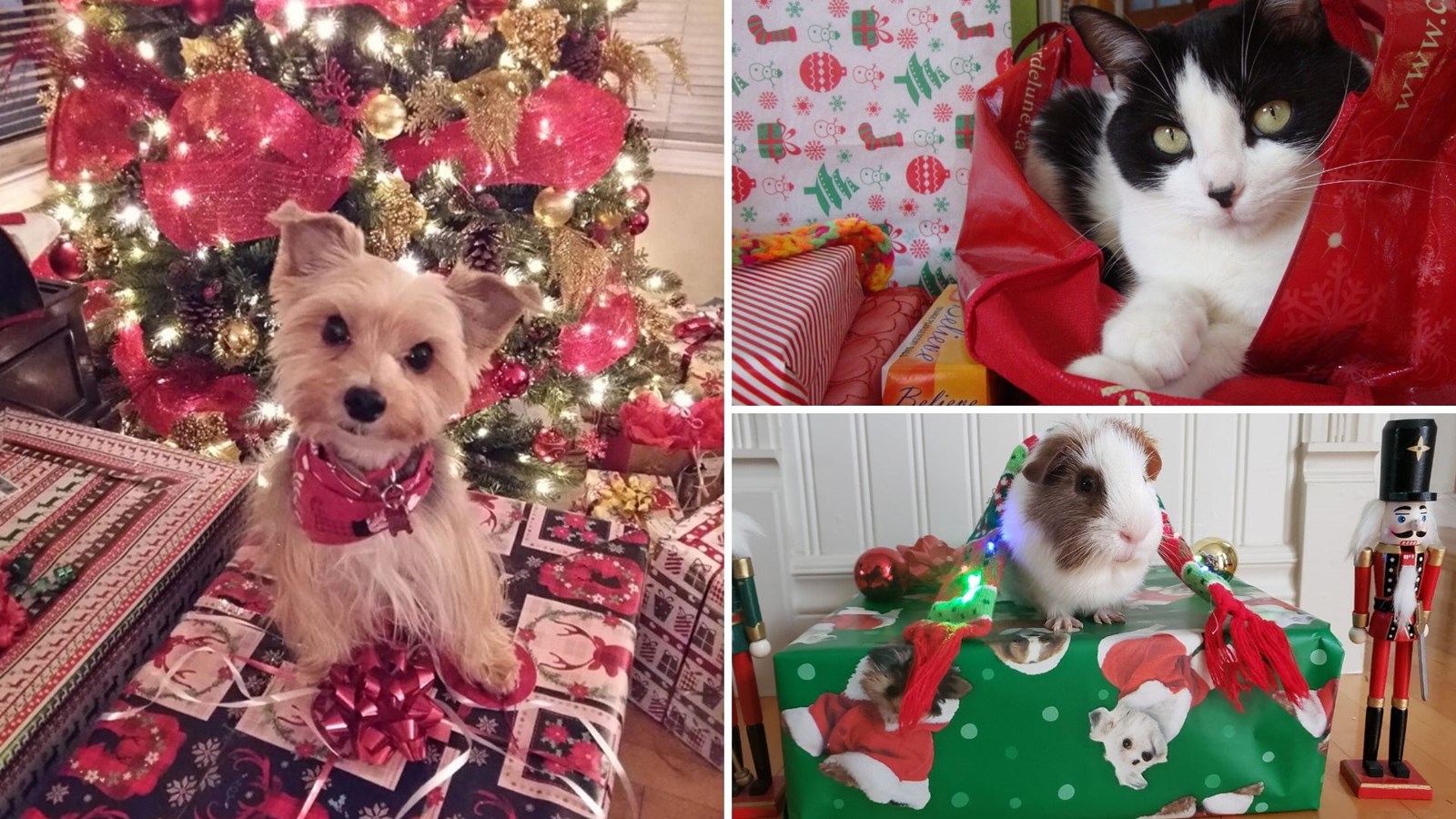 Galerie photos 1 : Vos animaux de Noël !