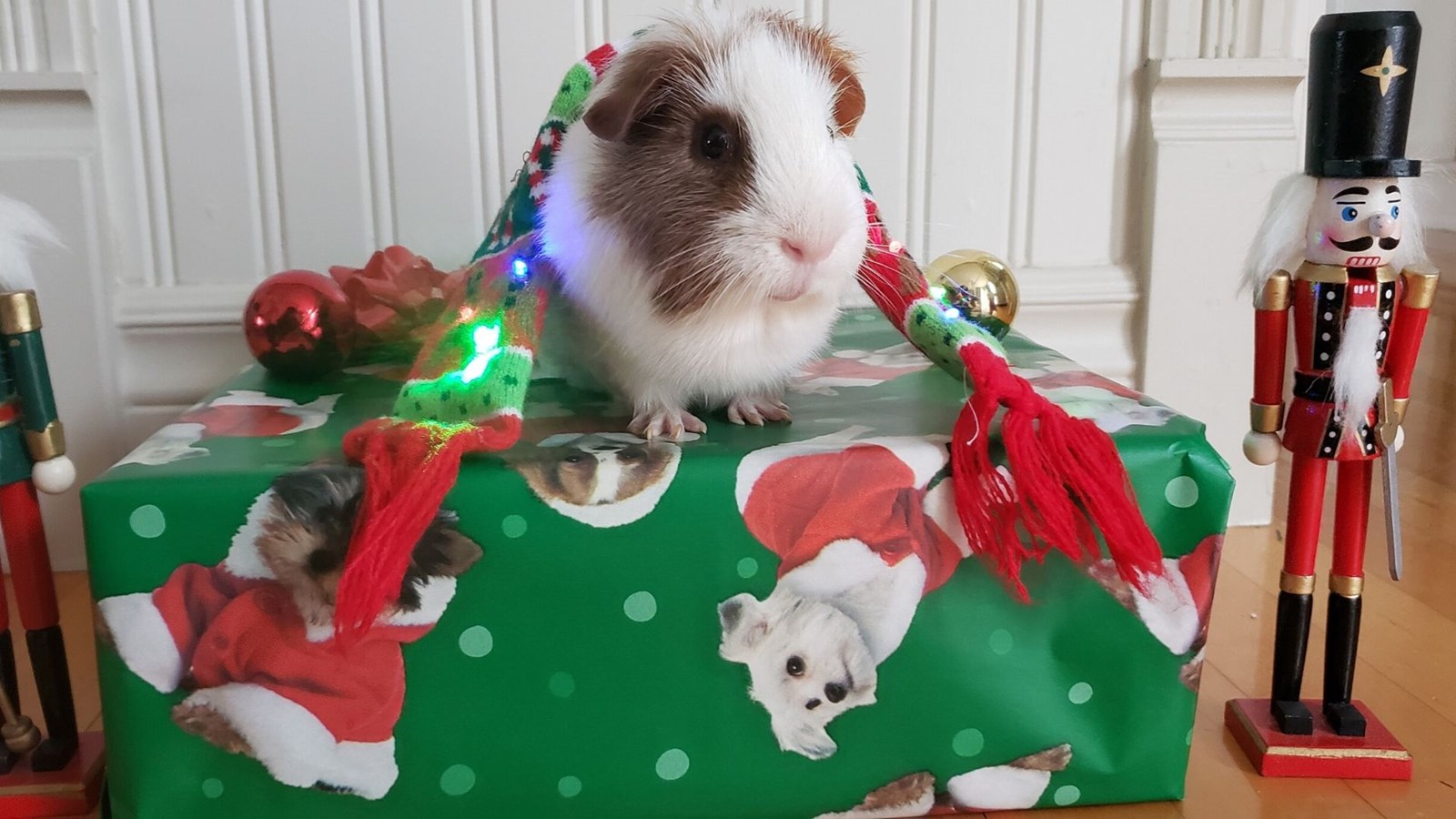Oliver le cochon d'Inde