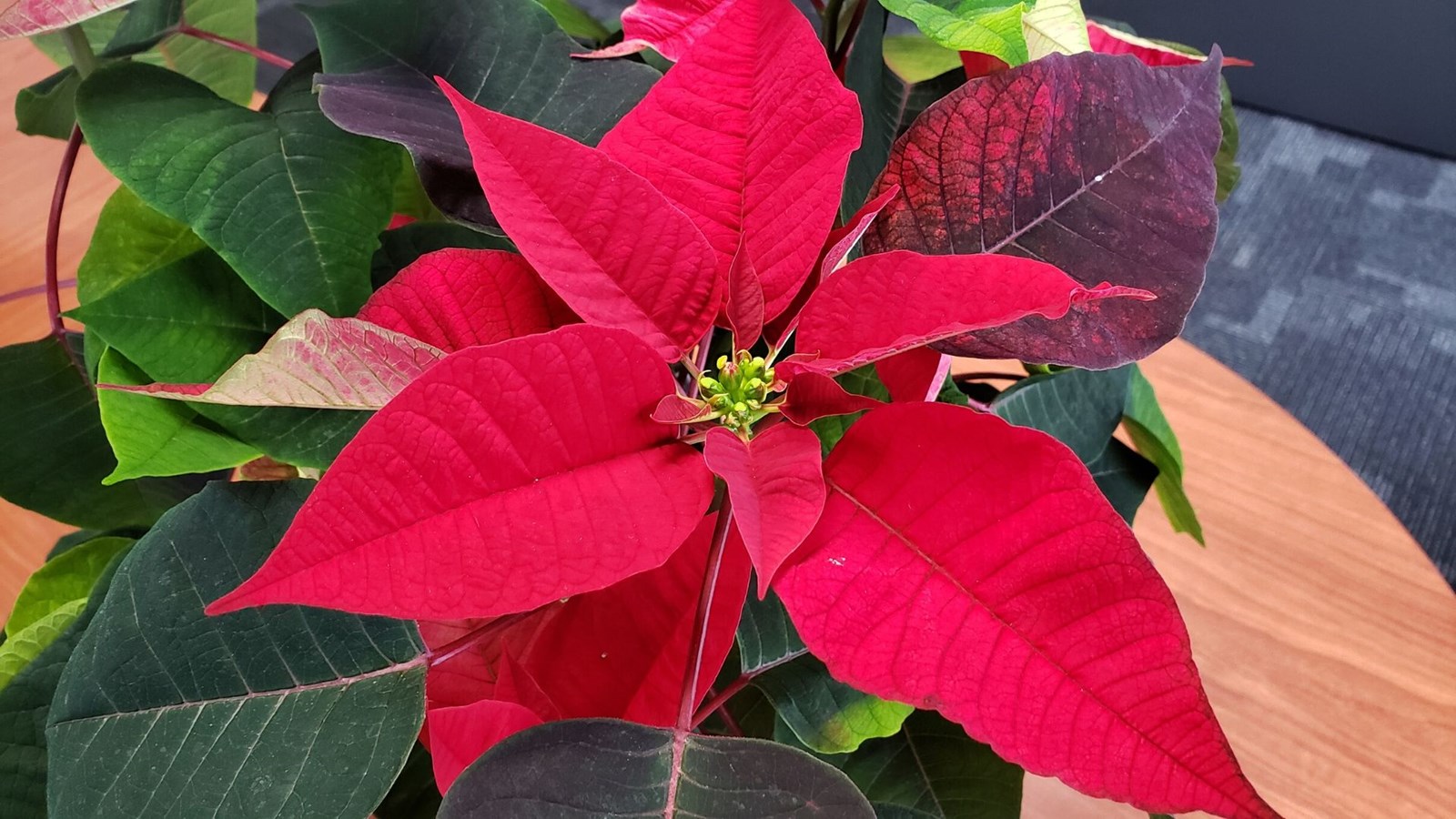 La Fondation Au Bercail vendait des poinsettias.