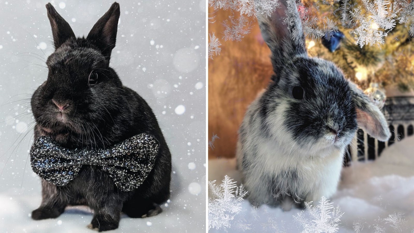Moka et Maiev