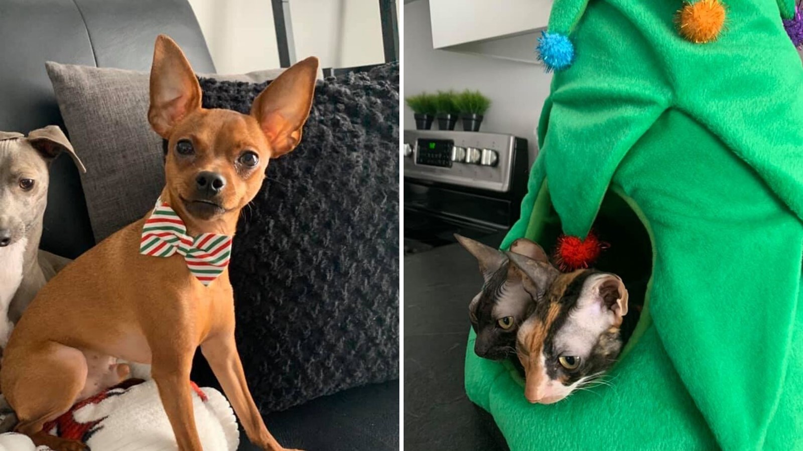 Galerie photos 2 : Vos animaux de Noël !