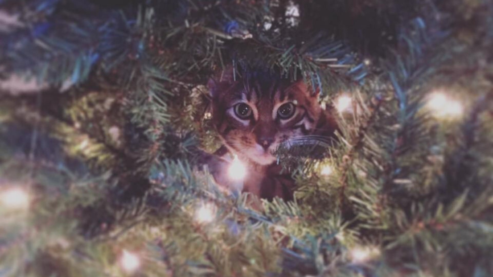 Bengal