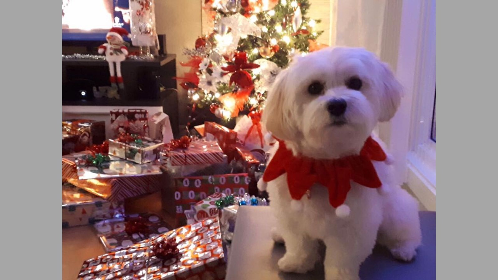 Enzo