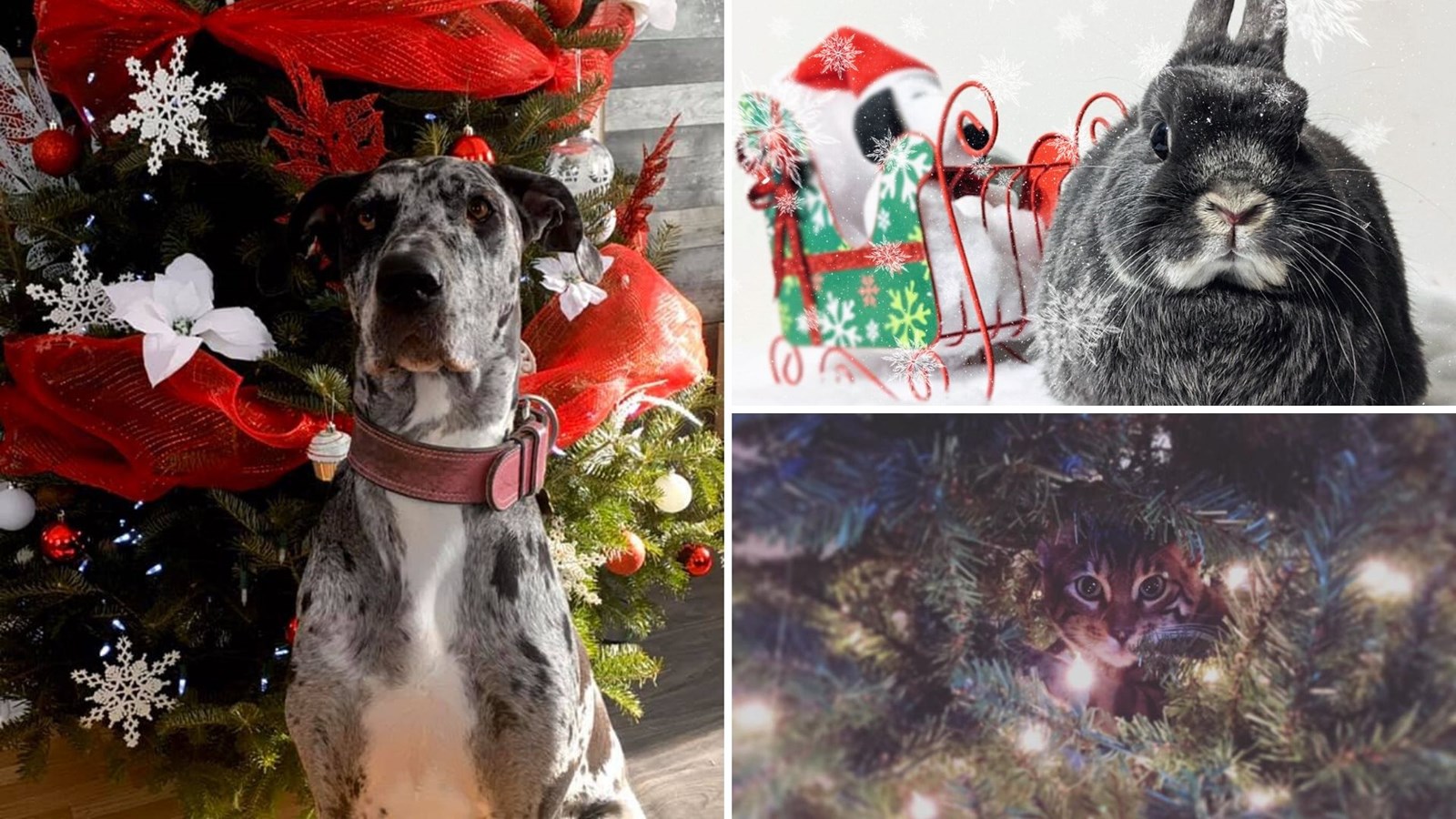 Galerie photos 2 : Vos animaux de Noël !
