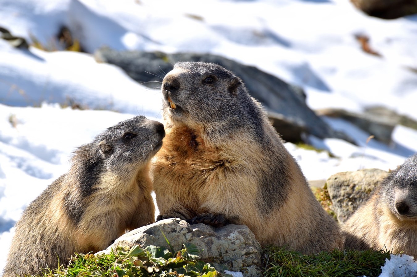 L'hiver touche-t-il à sa fin ? Voici le point de vue des marmottes