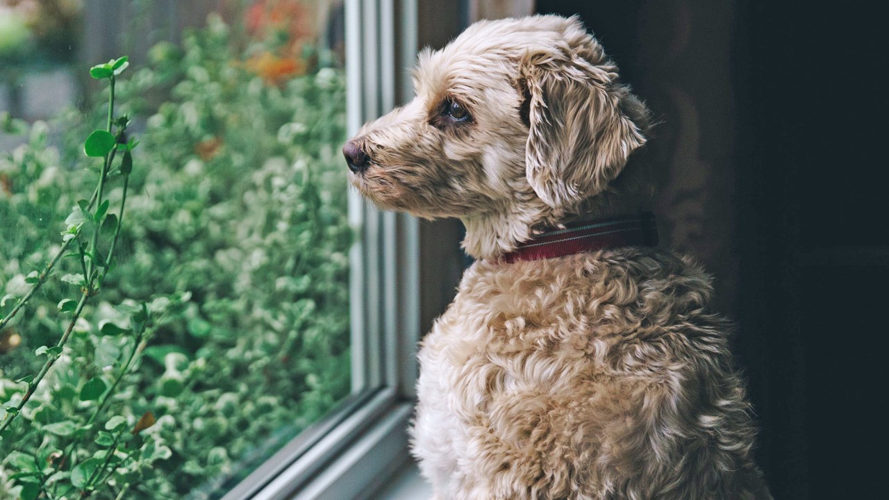 Mon chien a peur de l’orage…quoi faire ?
