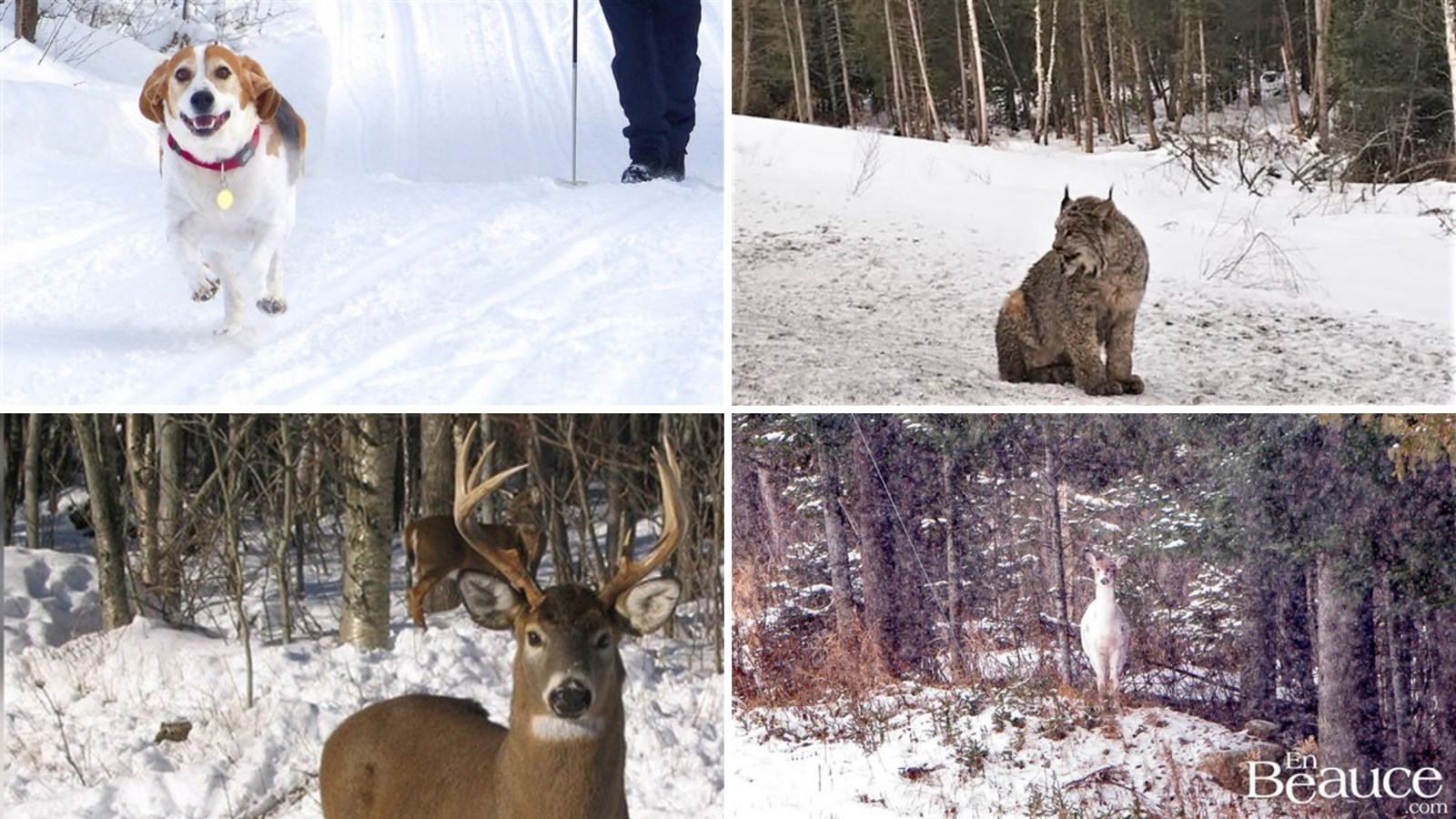Appel de photographie : Les animaux hivernaux
