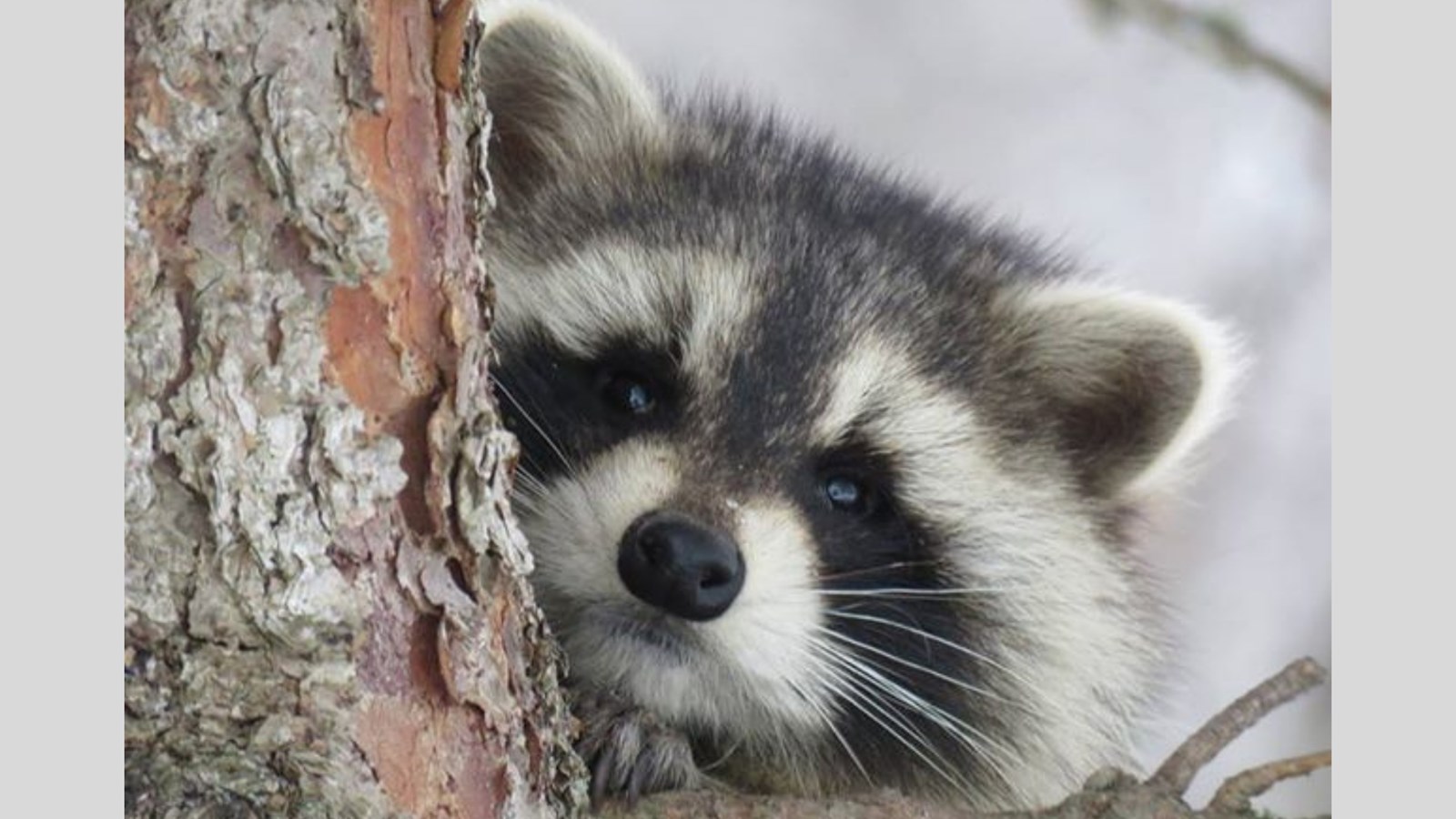 Appel de photographie : Les animaux hivernaux