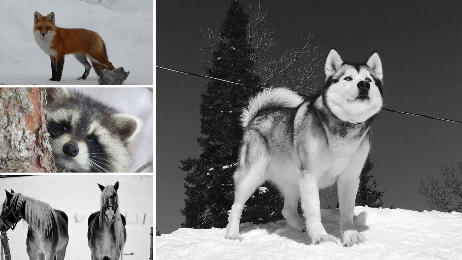 Appel de photographie : Les animaux hivernaux