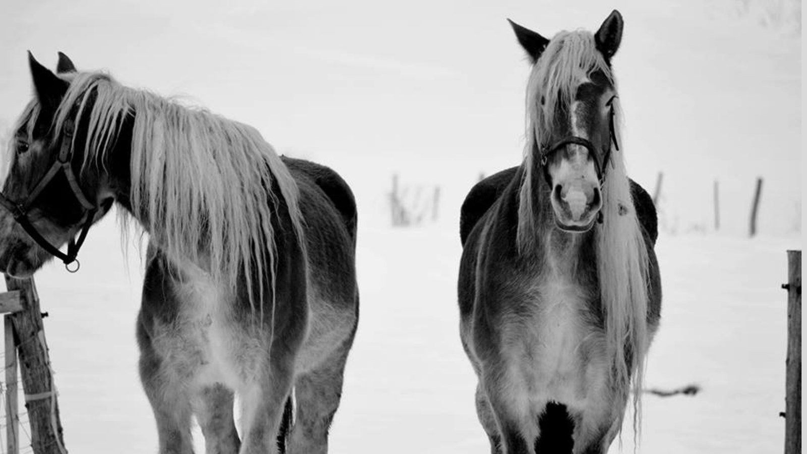 Appel de photographie : Les animaux hivernaux