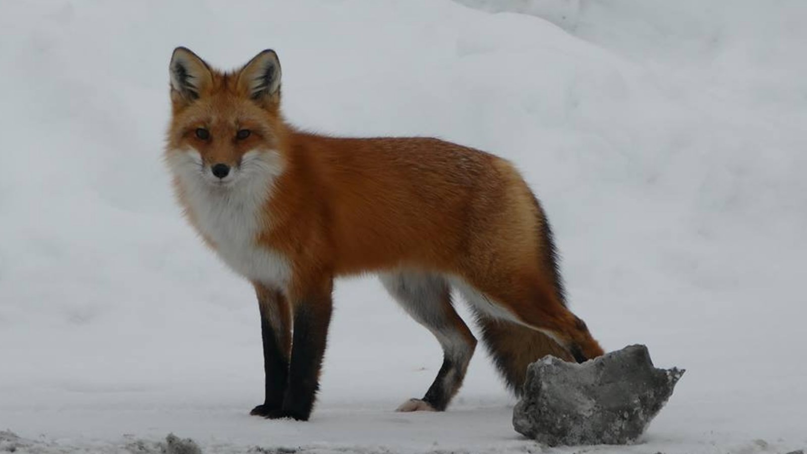 Appel de photographie : Les animaux hivernaux