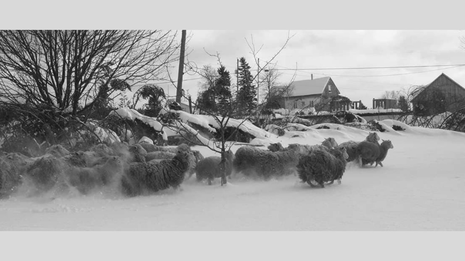 Appel de photographie : Les animaux hivernaux