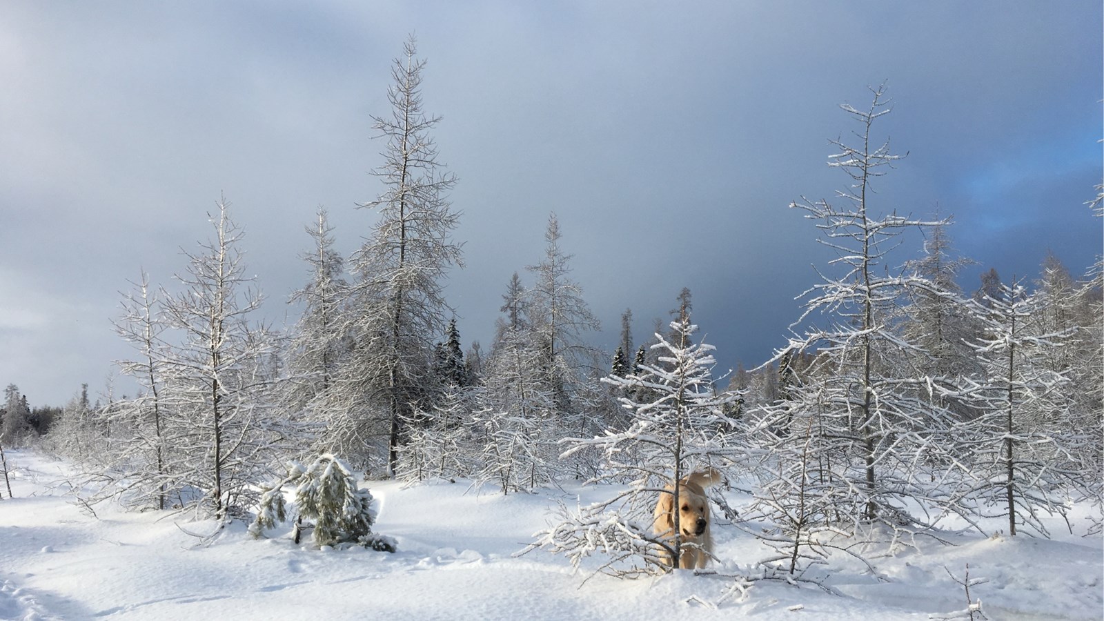 Appel de photographie : Les animaux hivernaux
