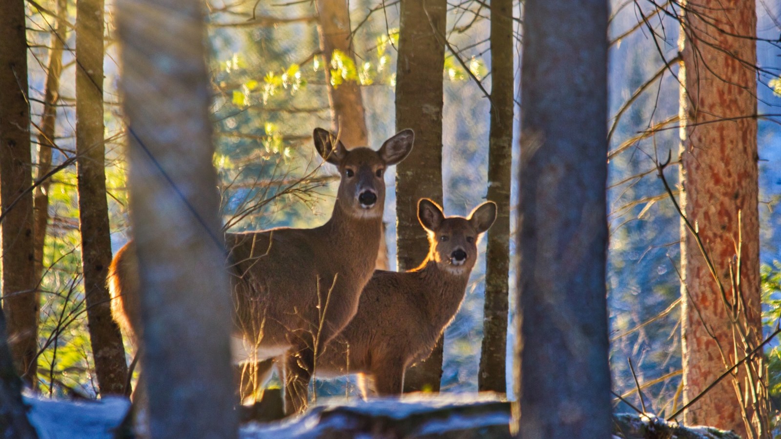 Appel de photographie : Les animaux hivernaux