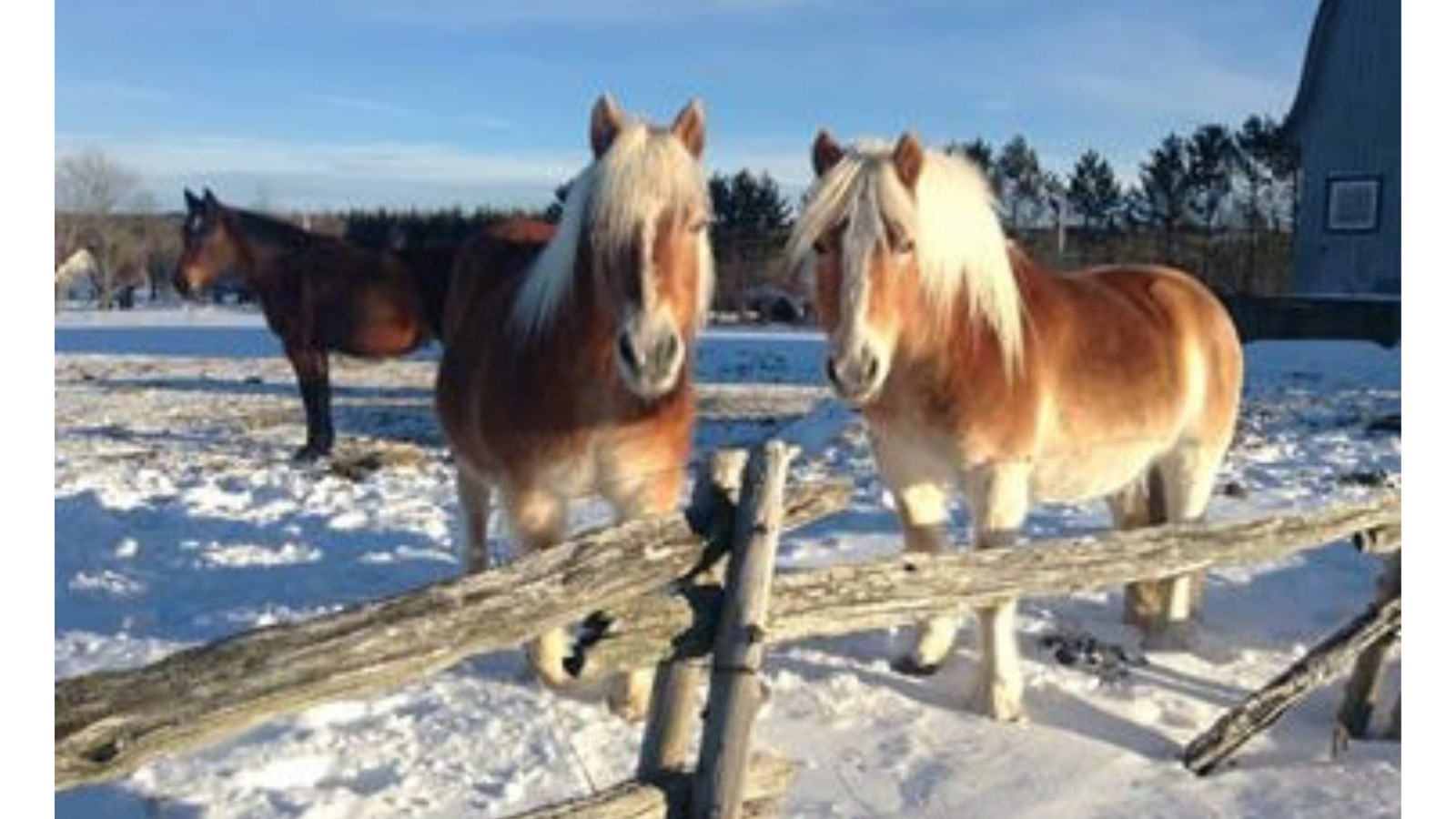 Appel de photographie : Les animaux hivernaux