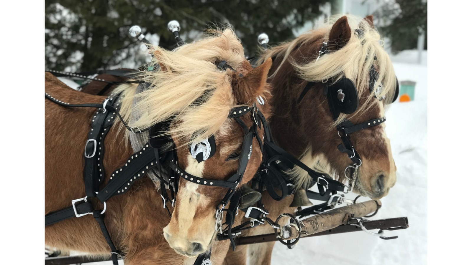 Appel de photographie : Les animaux hivernaux