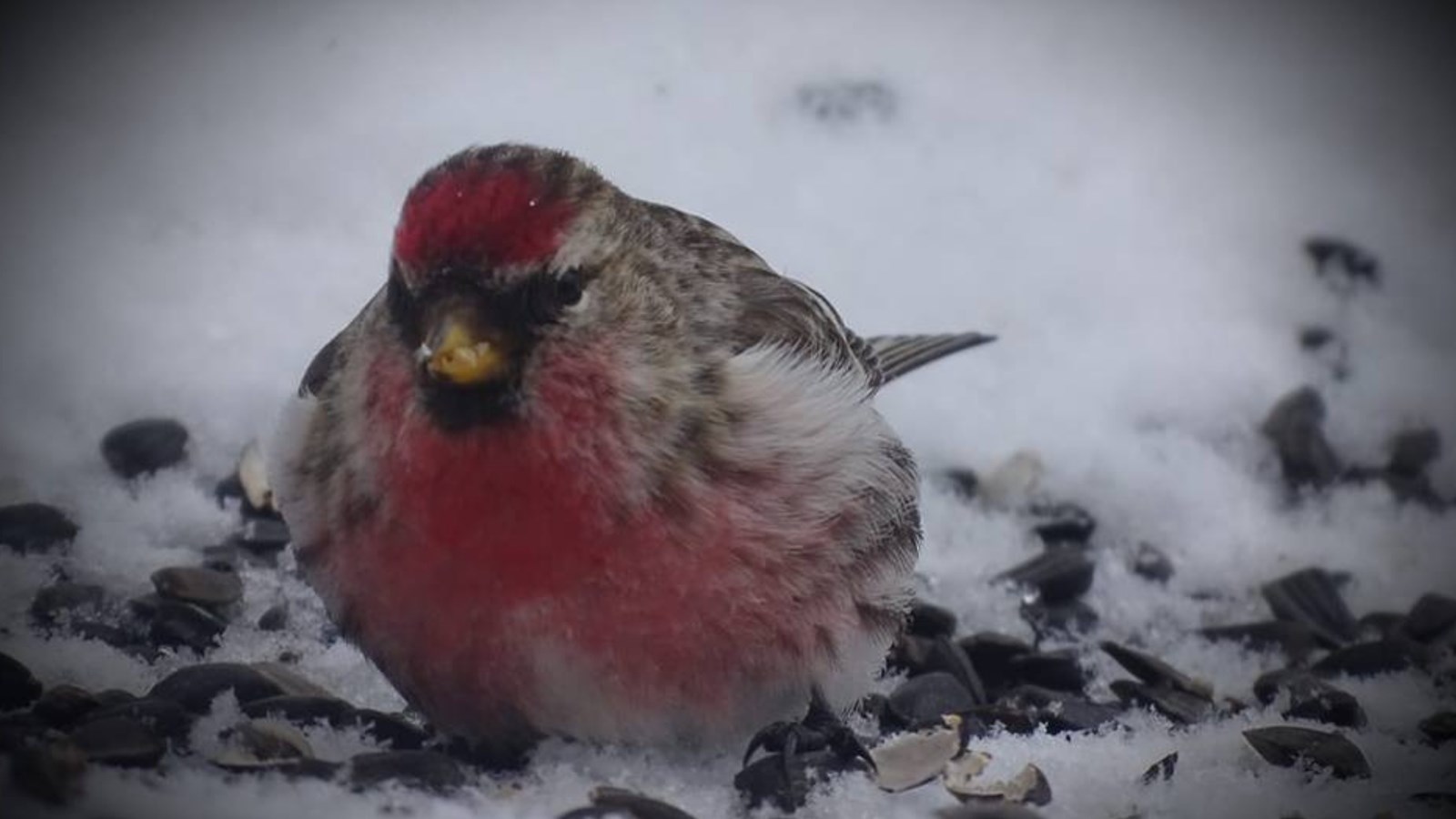 Appel de photographie : Les animaux hivernaux