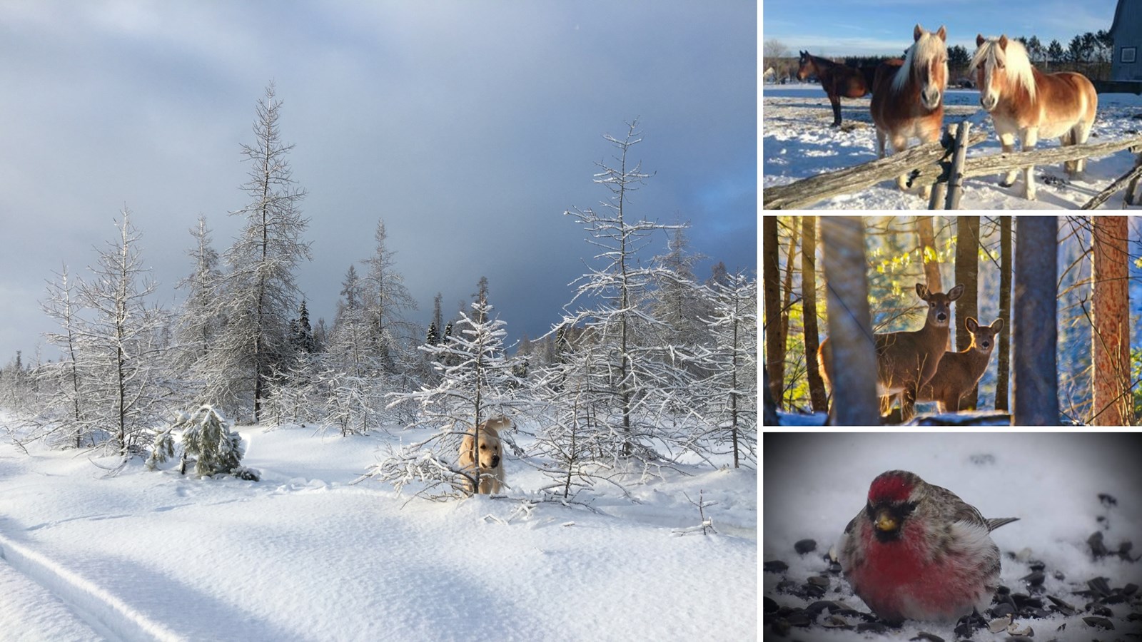 Appel de photographie : Les animaux hivernaux