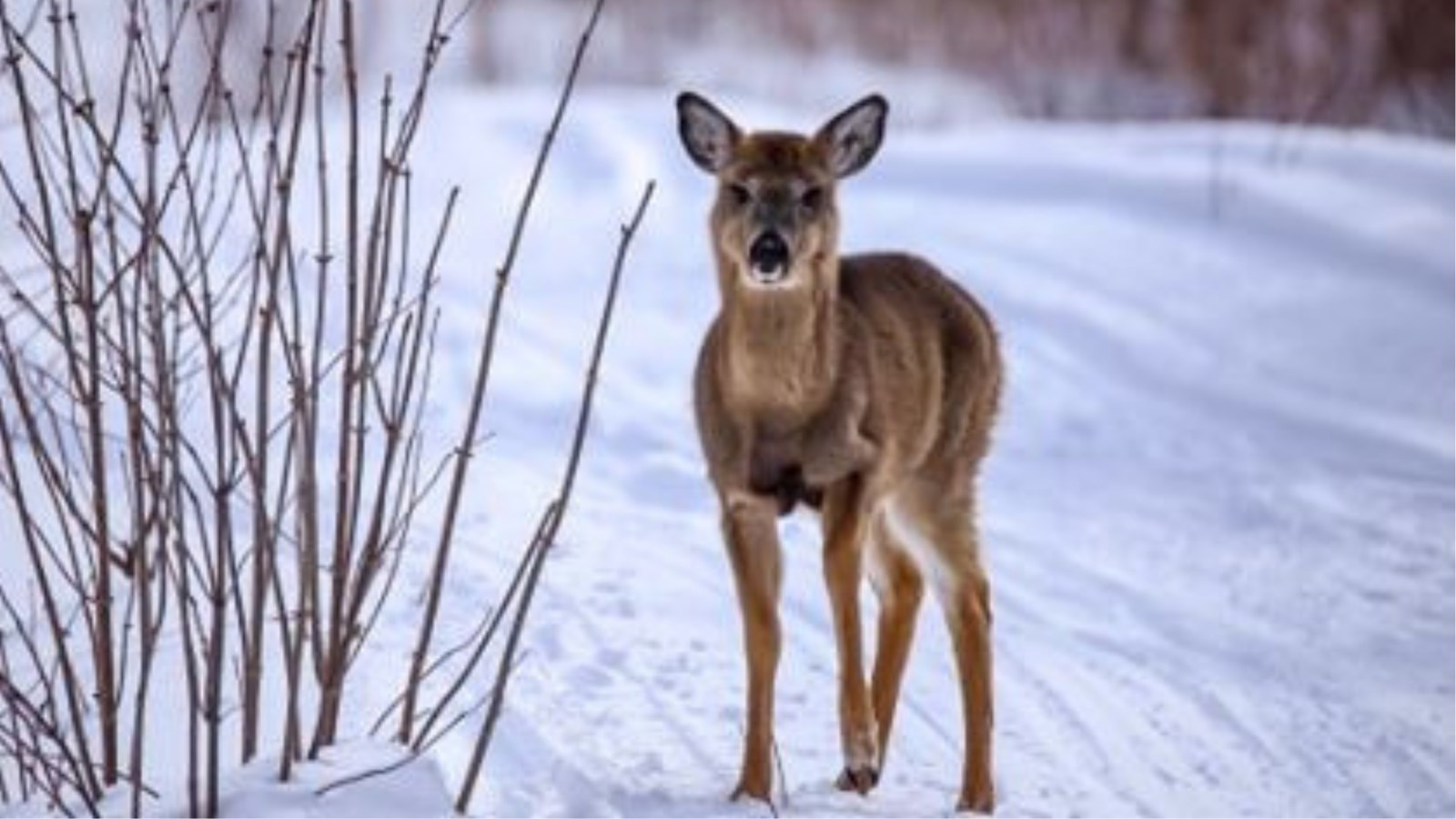Appel de photographie : Les animaux hivernaux