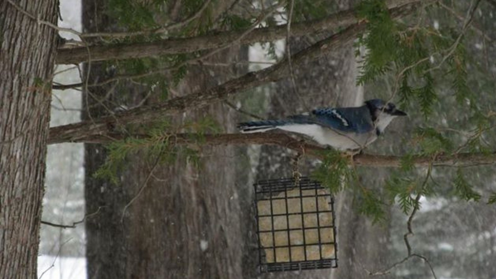 Appel de photographie : Les animaux hivernaux