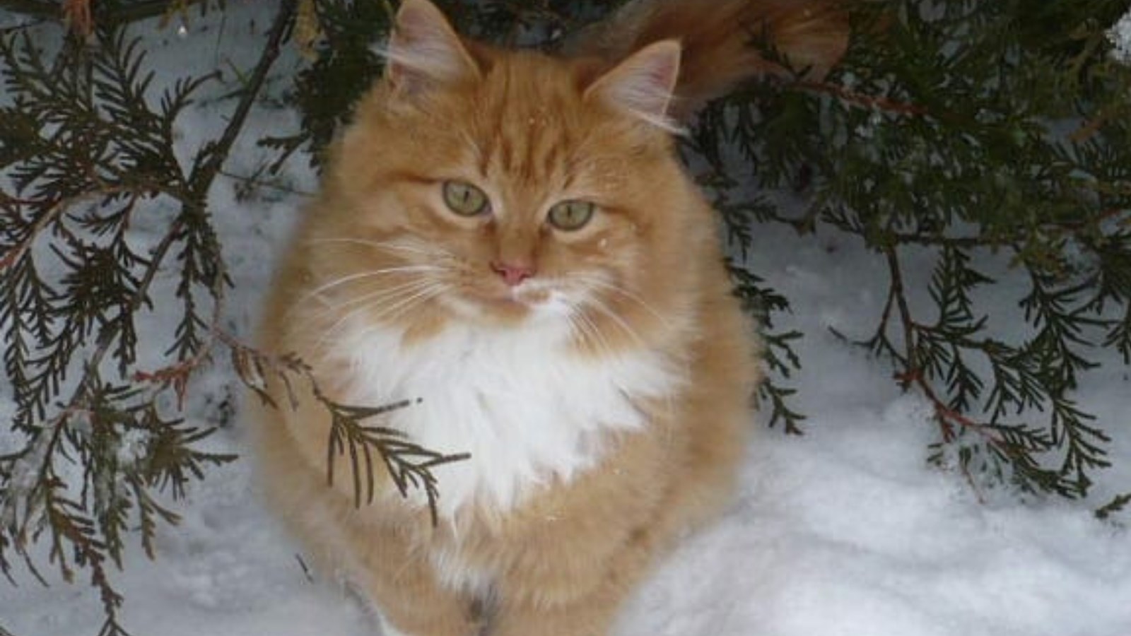 Appel de photographie : Les animaux hivernaux