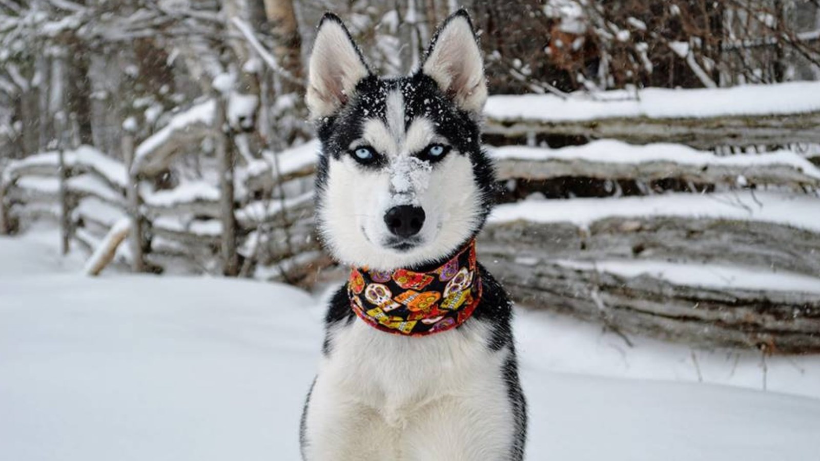 Appel de photographie : Les animaux hivernaux