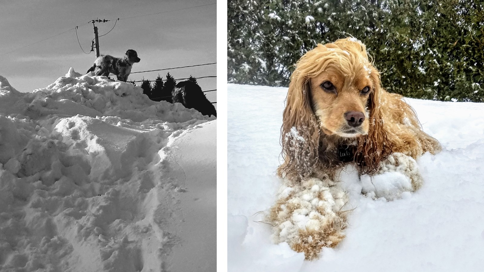 Appel de photographie : Les animaux hivernaux