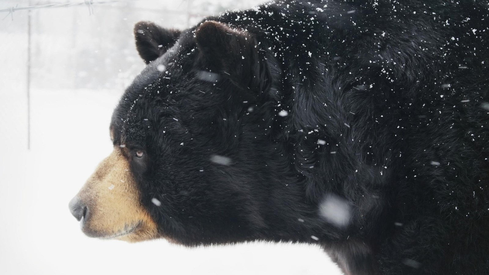 Appel de photographie : Les animaux hivernaux