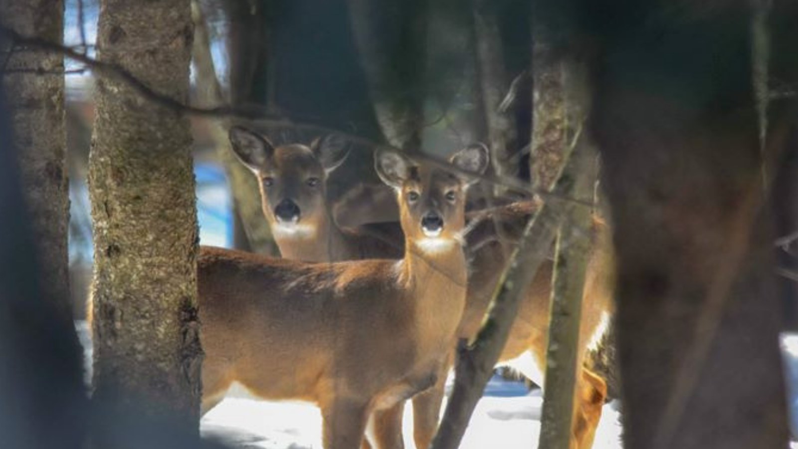 Appel de photographie : Les animaux hivernaux