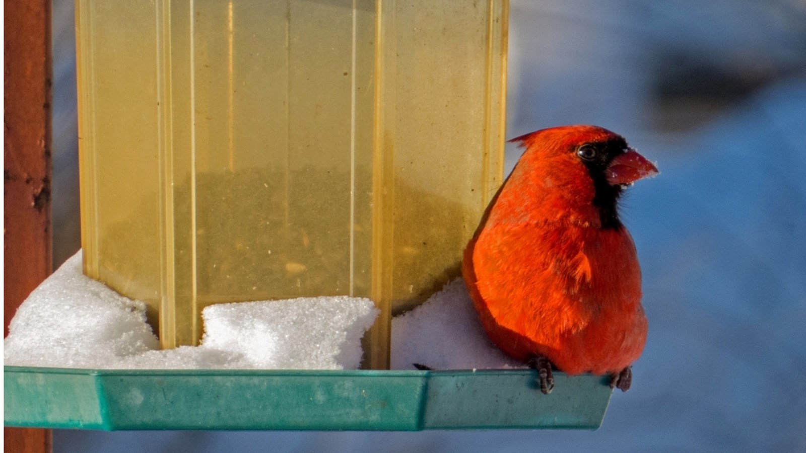 Appel de photographie : Les animaux hivernaux