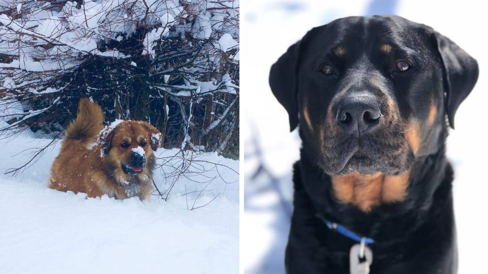 Appel de photographie : Les animaux hivernaux