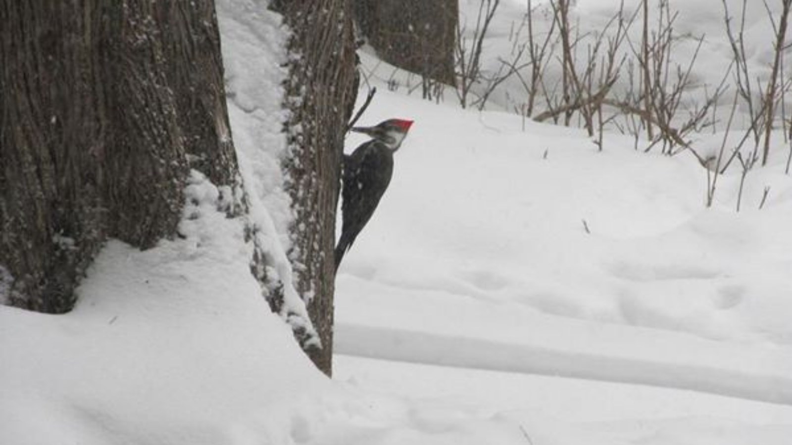 Galerie photos de vos animaux hivernaux