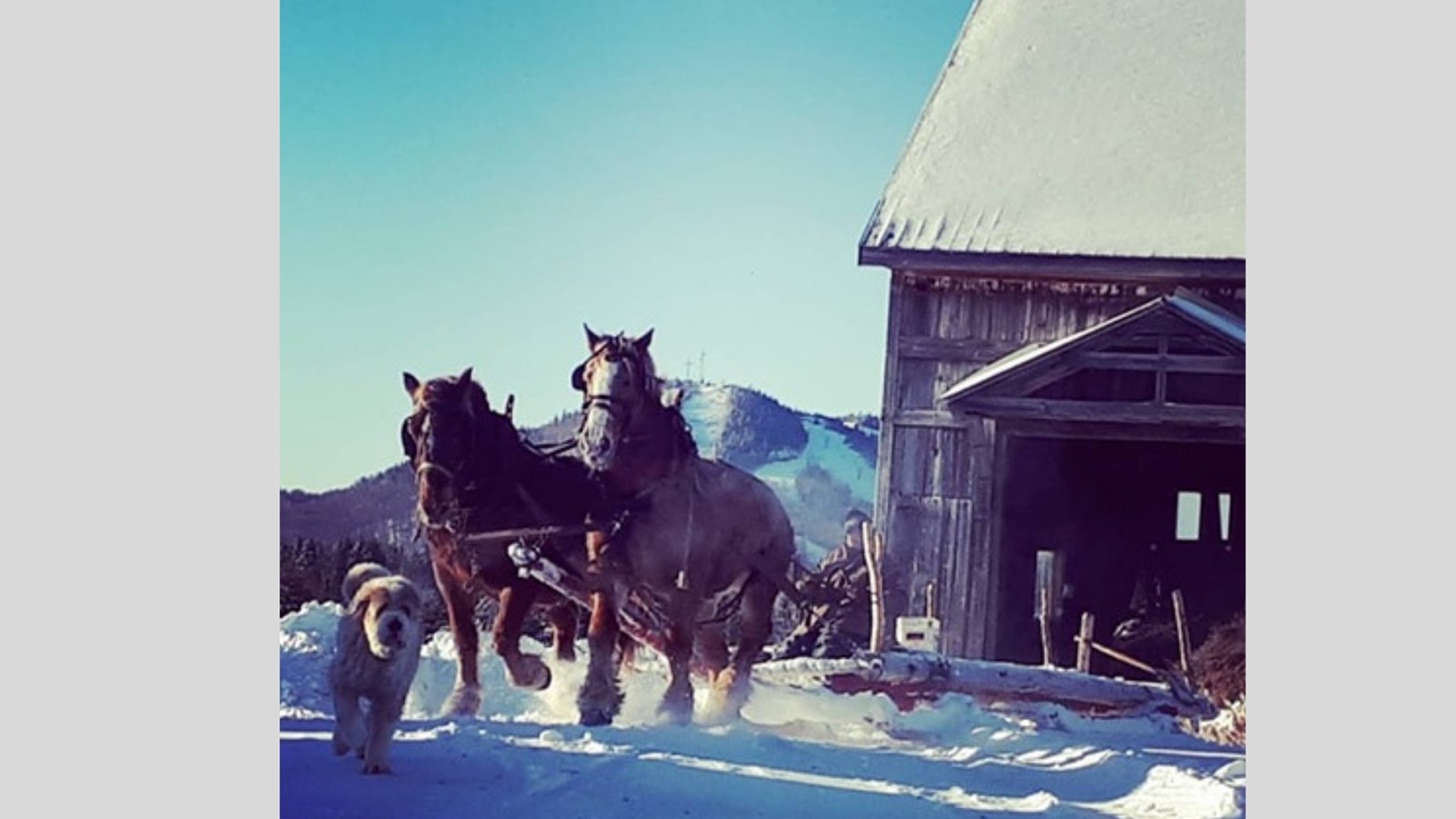 Galerie photos de vos animaux hivernaux