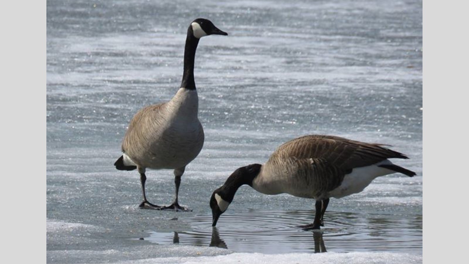 Galerie photos de vos animaux hivernaux