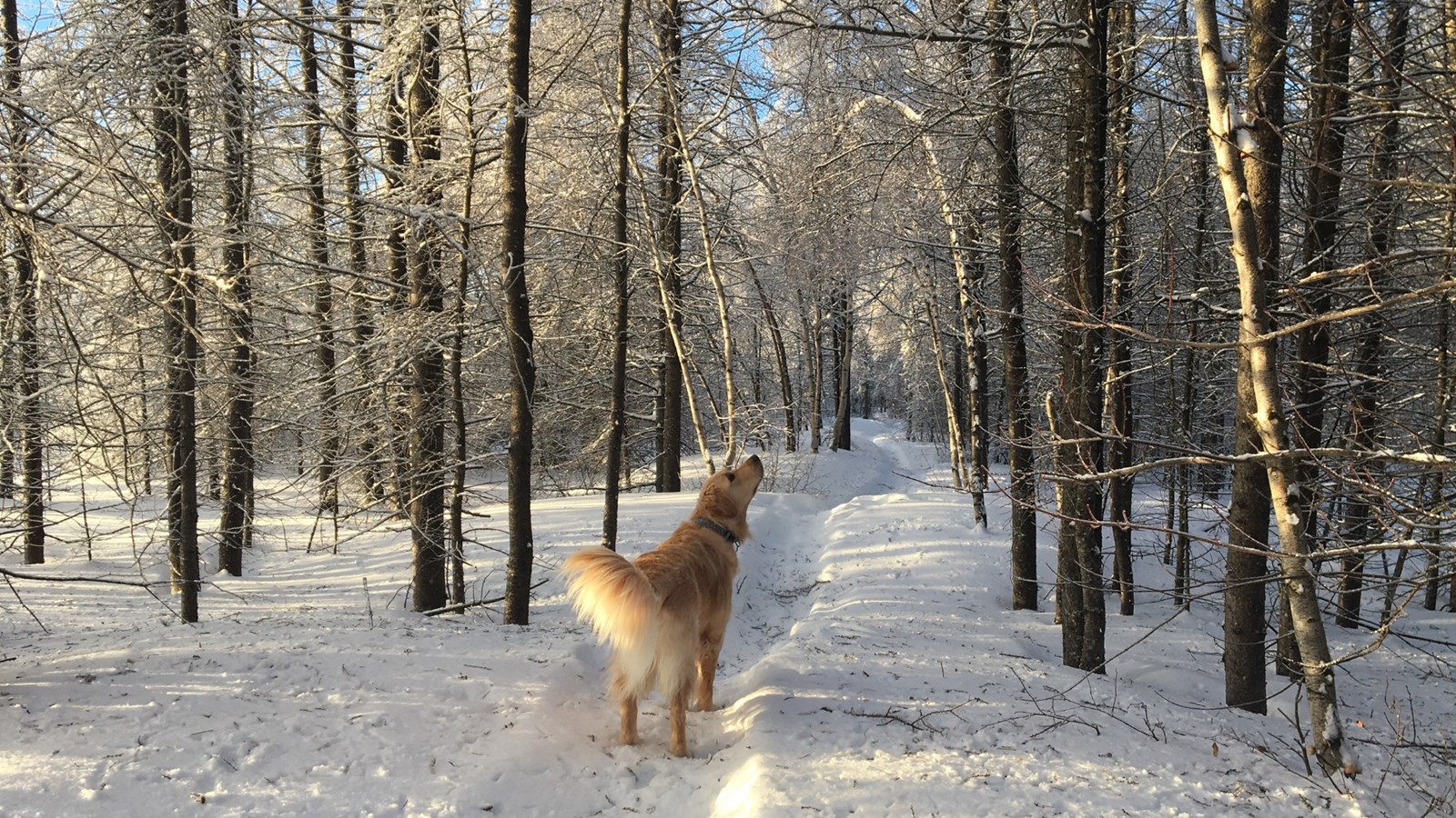 Galerie photos de vos animaux hivernaux
