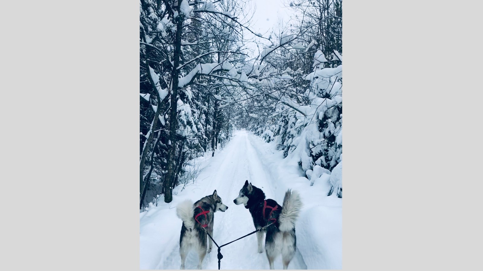 Galerie photos de vos animaux hivernaux