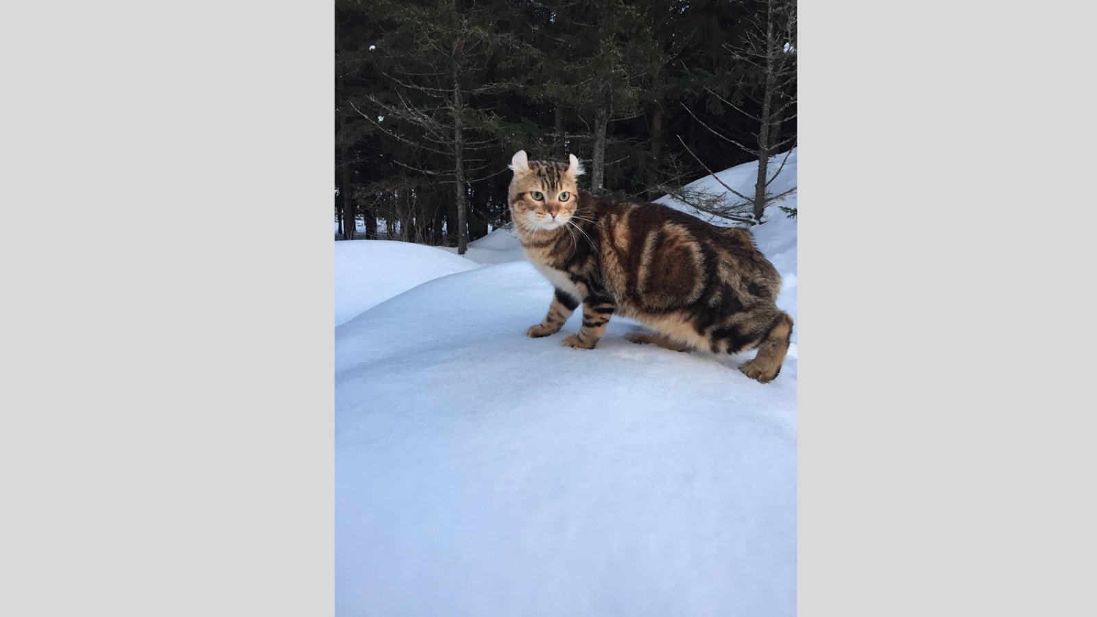Galerie photos de vos animaux hivernaux