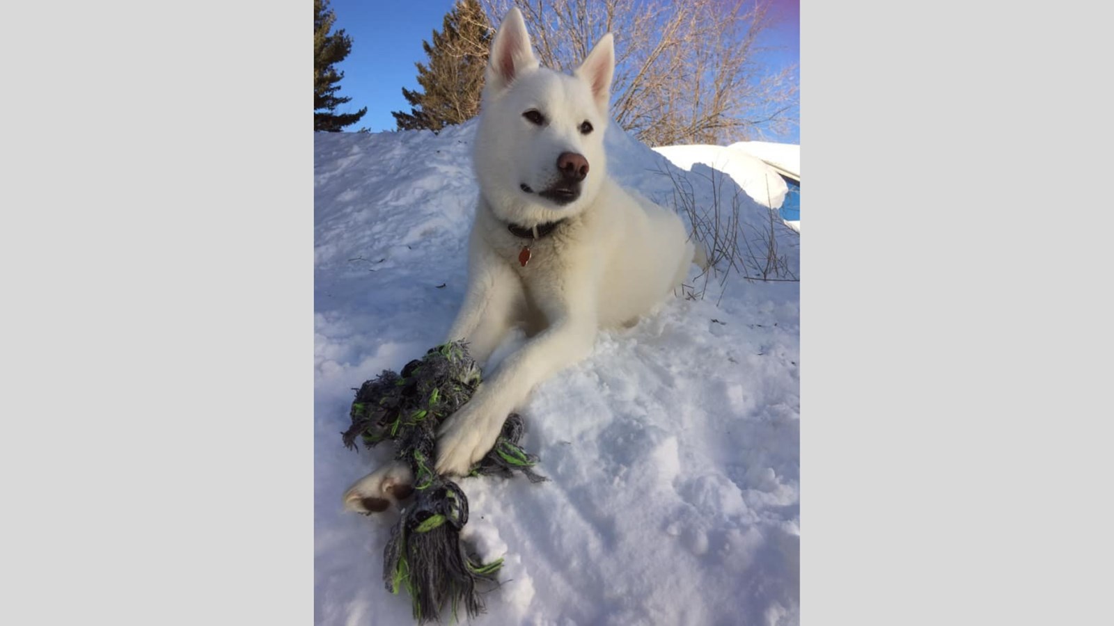 Galerie photos de vos animaux hivernaux